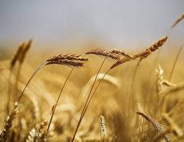  زمان اصلاح خرید تضمینی گندم فرارسید