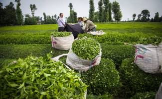 اتمام چین دوم برگ سبز چای
