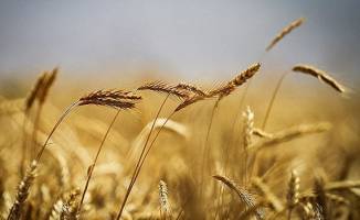 عرضه ۵۰ هزار تن گندم و جو در قالب طرح قیمت تضمینی در بورس کالا