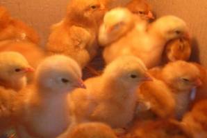 جزئیات عرضه جوجه یکروزه دربورس کالا