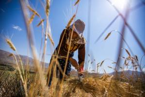 داستان خودکفایی گندم در دولت یازدهم