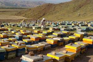 آمارگیری از پرورش‌دهندگان زنبور عسل