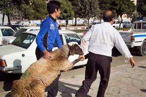 توزیع ۶۰ هزار راس دام زنده در تهران به مناسبت عید قربان