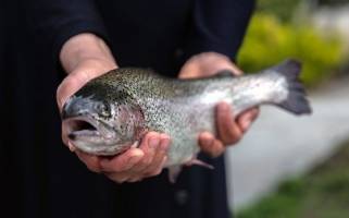 نرخ جدید انواع ماهی در بازار