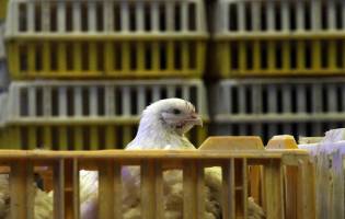 دلایل کاهش قیمت مرغ