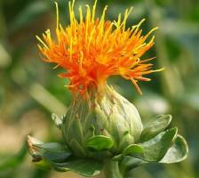 زعفران مرغوب ایرانی صادر می‌شود، کاذب آن وارد!