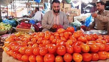 تامین نیاز گوجه فرنگی پاکستان از ایران