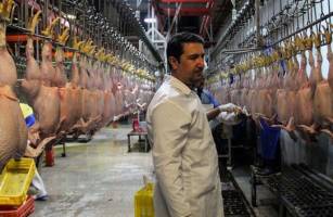 قیمت مرغ به زیر ۶ هزار تومان بازگشت