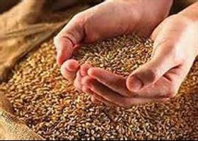  سویا و ذرت گران‌تر شد