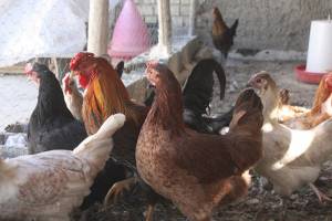 نرخ جدید مرغ و انواع مشتقات آن