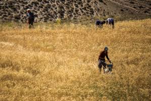 پای دلالان به بازار گندم باز شد