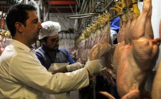 بازار آشفته نهاده‌های دامی