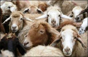 ممنوعیت یکساله صادرات گوسفند هم گوشت را ارزان نکرد