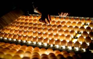 قیمت تخم‌مرغ هم پرواز کرد!