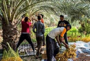 بازار خرما در اختیار ۱۰۰ دلال!