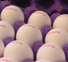 تخم‌مرغ دانه‌ای ۴۲۰ تومان؛ گرانفروشی را به ۱۲۴ اعلام کنید