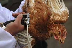 ۲۰میلیون مرغ تخم گذار جایگزین می‌شود