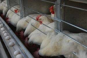 آنفلوآنزای طیور همچنان تلفات می‌گیرد