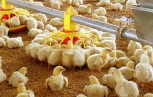 افزایش نرخ جوجه یکروزه به ۳۲۰۰تومان