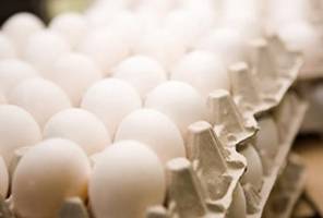 با وجود آنفلوآنزا، مرغ و تخم‌مرغ بخوریم؟!