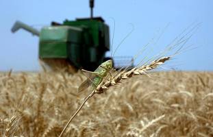 مبارزه با انواع ملخ در ۱۳۰ هزار هکتار