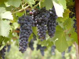 رشد تولیدات کشاورزی با وجود محدودیت های آبی