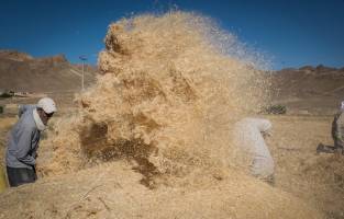 خریداری۶۰هزارتن گندم ازکشاورزان