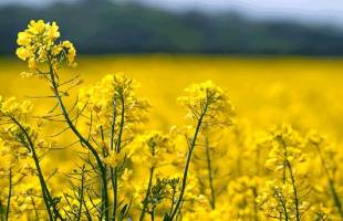 لابی واردکنندگان روغن برای شکست طرح خوداتکایی