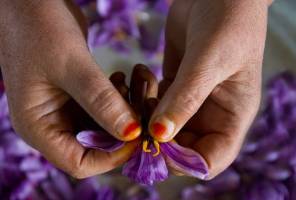 ورود دولت، بازار زعفران را مختل کرد