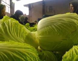 قطر، روسیه و بازاری که از دست رفت