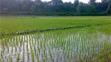 بحران آب به شالیزارهای مازنداران رسید