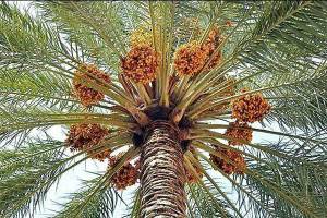 صادرات انواع خرما به ۸۶ کشور جهان