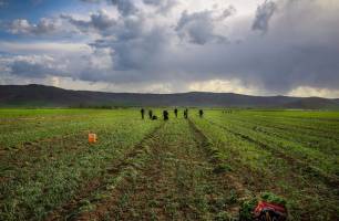 جزئیات طرح جدید اشتغال روستایی