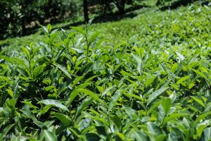 جنگ تجاری با چین، بلای جان کشاورزان آمریکا