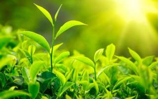 واردات ۲۵۰ میلیون دلار چای از سریلانکا محال و غیرممکن است