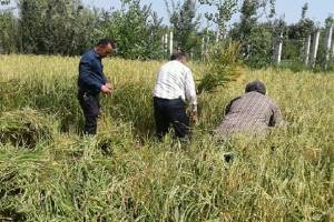 محدودیت مشروط کشت برنج در مازندران