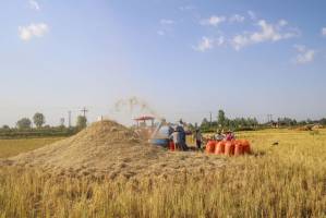 ممنوعیت واردات برنج به تعویق افتاد