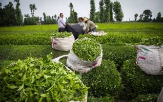 ممنوعیت صادرات چای لغو شد