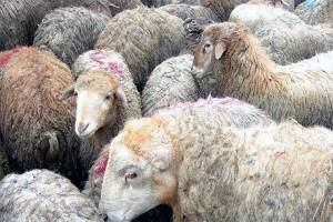 فعالیت۱۸۰۰جایگاه عرضه وذبح دام درکشور