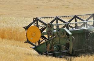 پیشنهاد قیمت ۱۸۰۰ تومانی برای گندم در سال زراعی آینده