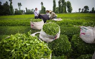 لغو ممنوعیت صادرات چای به مبادی خروجی ابلاغ نشده است