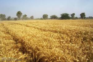 پرداخت ۱۰هزار میلیاردتومان از طلب گندمکاران