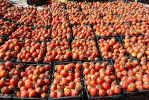 توقف صادرات گوجه ابلاغ شده است
