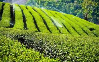جزئیات تخصیص اعتبار برای ساماندهی تولید و خرید تضمینی چای