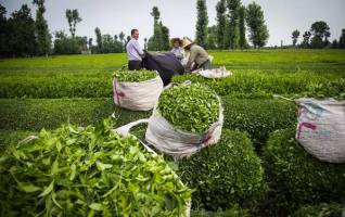 یک چهارم چای مصرفی کشور تولید داخل است