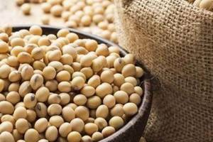 روسیه جایگزین آمریکا در صادرات دانه سویا به چین شد