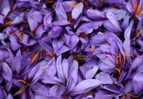 عیار واقعی طلای سرخ در بورس کالا مشخص می شود