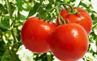 افزایش قیمت گوجه گلخانه‌ای به۱۱هزارتومان