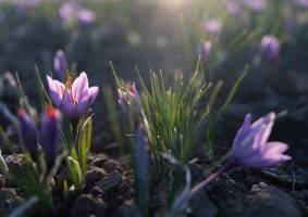 پیمان‌سپاری ارزی، بلای جان طلای سرخ