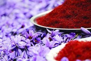سابقه 3000 ساله زعفران کاری در کشور
